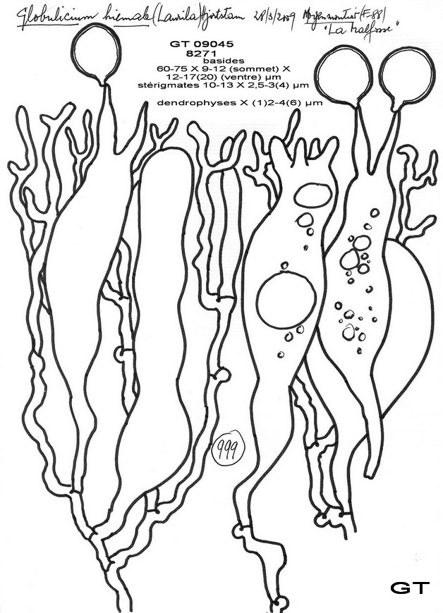 Globulicium hiemale